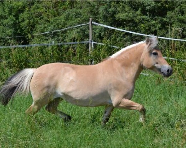 horse Bluna (Fjord Horse, 1998, from Vedor)