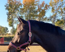 dressage horse Friendly Sir Be (Westphalian, 2017, from Fürstenball)