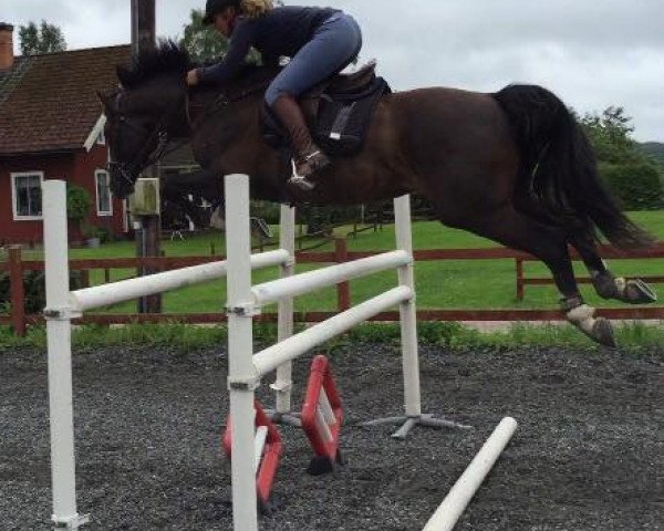 jumper Batman JL (Swedish Warmblood, 2010, from Baltimore 1178)