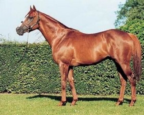 stallion Limnos xx (Thoroughbred, 1994, from Hector Protector xx)