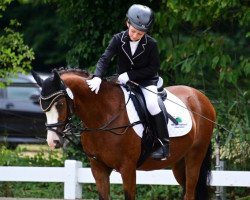 Dressurpferd Mambo (Welsh Pony (Sek.B), 2008, von Samorens Mark)