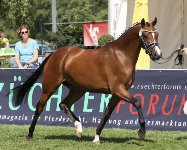 broodmare Sternenstaub WE (German Riding Pony, 2012, from FS Cracker Jack)