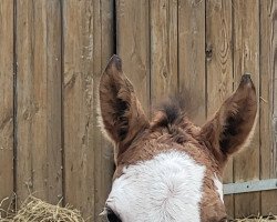 Pferd Leherfelds Princess Easternight (Deutsches Reitpony, 2023, von Expecto Patronum 3)