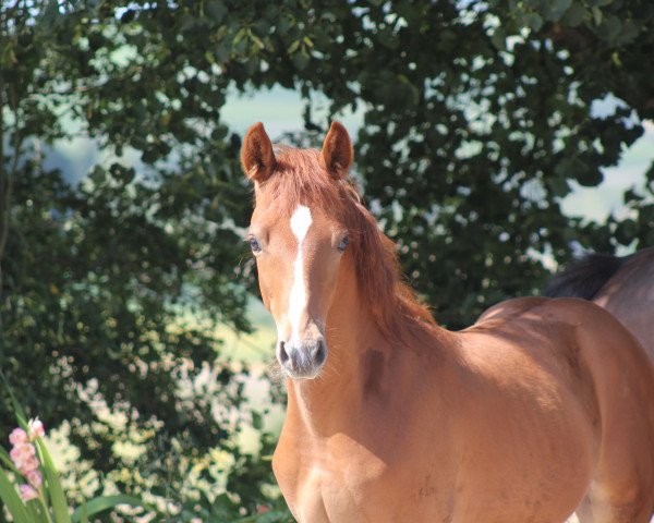 dressage horse Gentle Touch (German Riding Pony, 2021, from Gigabyte)