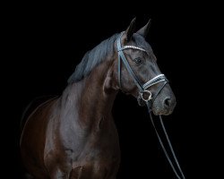 dressage horse DSP Big Bang (German Sport Horse, 2016, from Bon Coeur)