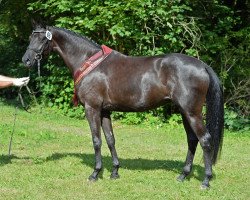 broodmare Phantastica 3 (German Sport Horse, 2013, from Don Juan de Hus)