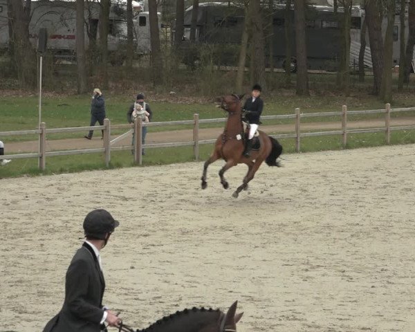 Reitturnier Westergellersen 2023