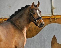 stallion Chipsy H (German Riding Pony, 2019, from Caspar H 5)