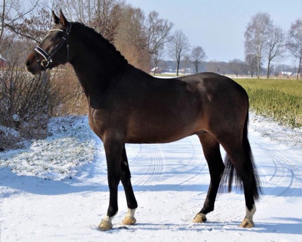 stallion Caspar H 5 (German Riding Pony, 2014, from Cappucino Royale G)