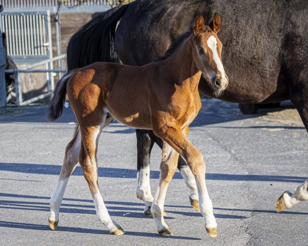 Springpferd Zott Monti (Westfale, 2023, von Zirocco Blue)