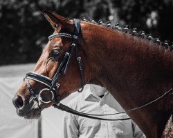 dressage horse Oka-Felicienne (Trakehner, 2017, from Scaglietti)