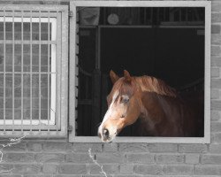 jumper Don Camillo 193 (German Riding Pony, 2002, from Dakar)