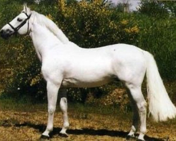 stallion Canaletto (Holsteiner, 1988, from Cantus)