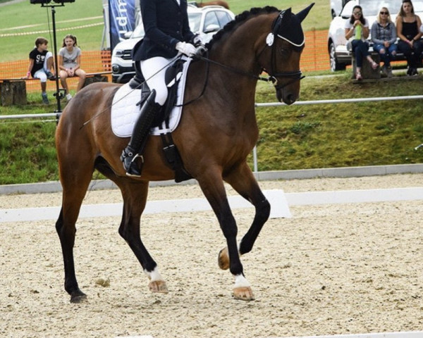dressage horse Butterfly Effect (Oldenburg, 2013, from Belissimo NRW)