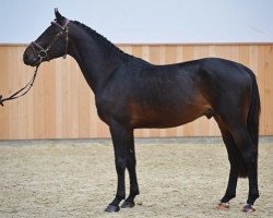 Springpferd Prime Time VG (KWPN (Niederländisches Warmblut), 2020, von VDL Pommerol de Muze)