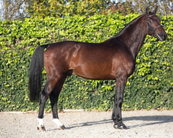 stallion VDL Pommerol de Muze (Belgian Warmblood, 2015, from Emerald van 't Ruytershof)