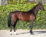 stallion VDL Pommerol de Muze (Belgian Warmblood, 2015, from Emerald van 't Ruytershof)