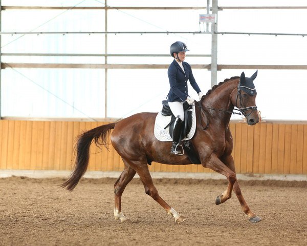 dressage horse For You 62 (Westphalian, 2013, from First Selection)