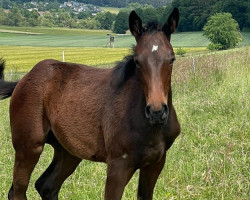 horse Lucie xx (Thoroughbred, 2022, from Amarillo xx)