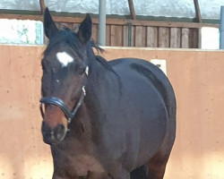 jumper Queensland 33 (Hanoverian, 2013, from Quick Check)