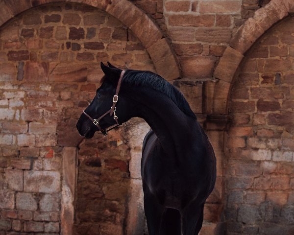 stallion Melbourne 39 (Hanoverian, 2015, from E.H. Millennium)