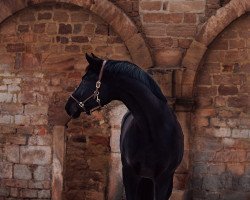 stallion Melbourne 39 (Hanoverian, 2015, from E.H. Millennium)