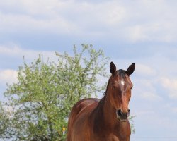 Zuchtstute Giacoma (Tschechisches Warmblut, 2004, von Lombard-1)