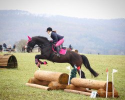 jumper Heart Attack FS (Trakehner, 2018, from Titulus)