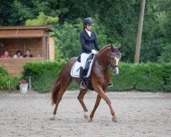 dressage horse Khen Saabis Herzlady (Trakehner, 2014, from Padrons Khen Saabi ox)