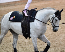 Springpferd Nobel de Reve Z (Zangersheide Reitpferd, 2013, von Nabab de Rêve)