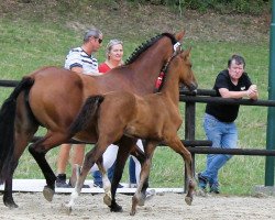 dressage horse Toto’s Starboy E (Austrian Warmblood, 2022, from Toto Gold)