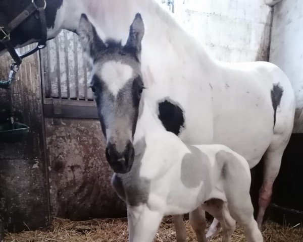 Pferd Rotlori R (Trakehner, 2023, von Snowy's Cristobal xx)