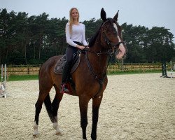 dressage horse Sir Schröter (Hanoverian, 2006, from Samarant)