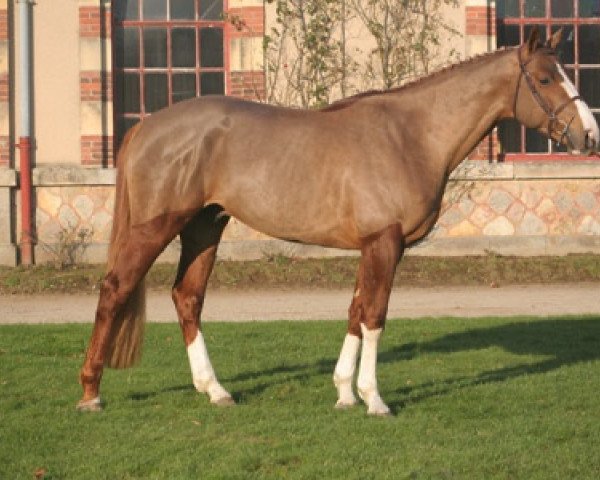 stallion Quarnac du Mesnil (Selle Français, 2004, from Jarnac)