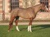 stallion Quarnac du Mesnil (Selle Français, 2004, from Jarnac)