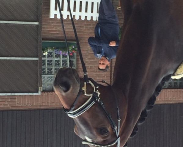 dressage horse Fruchtzwerg 6 (Westphalian, 2010, from Florenciano 6)