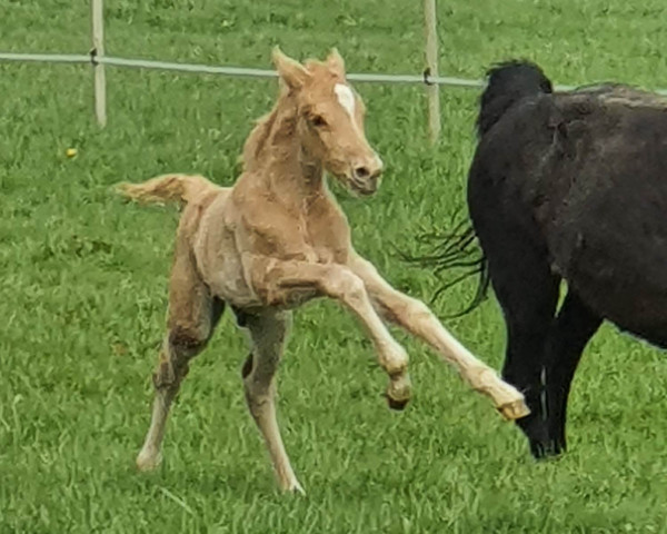 Dressurpferd RM Goldglanz (Deutsches Reitpony, 2023, von Gold Edition D)