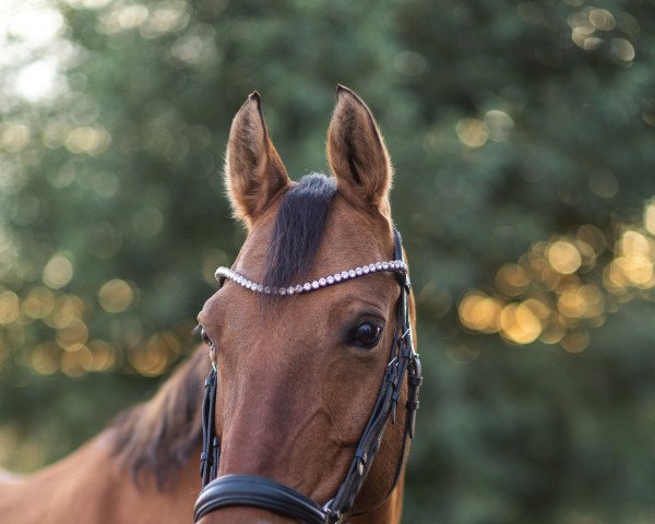 Dressurpferd Daddy’s Daughter RB (Deutsches Reitpony, 2010, von FS Daddy Cool)