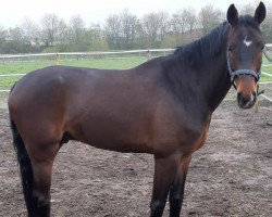 jumper Kurt D Z (Zangersheide Reitpferd, 2017, from Kentucky van 't Ruytershof)