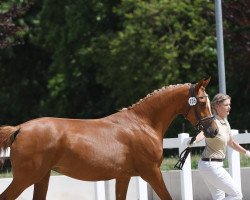 dressage horse Little Polly J (Deutsches Reitpony, 2016, from Golden Game Boy)