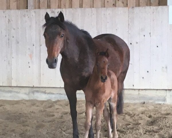 broodmare Ranja Winona (German Riding Pony,  , from Zamarec ox)