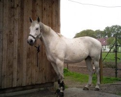 dressage horse Notting Hill 3 (Oldenburg, 1997, from Noble Champion)