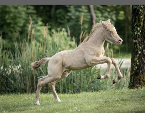 dressage horse Notting Else Matters (German Riding Pony, 2021, from Notting Hill 2)