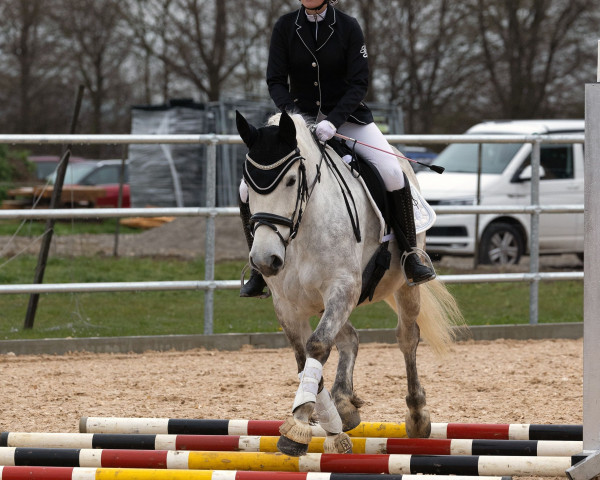 dressage horse Tara 357 (polish noble half-breed, 2017)