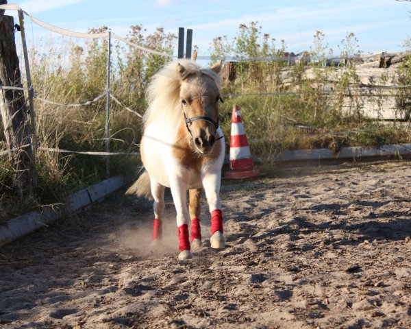 Pferd Izzy-Jaimy v. Sinekoba (Shetland Pony (unter 87 cm), 2015, von Everland drum major)