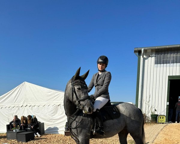 jumper Caya Celeste (Hanoverian, 2019, from Checkter)