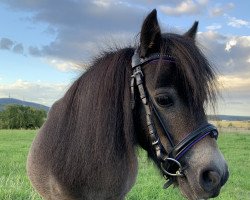 horse Ivoor v.h. Vinkenest (Shetland pony (under 87 cm), 2015, from Ivo van de Lindenhof)