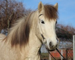 Pferd Fáni Von Vatlaboe (Islandpferd, 2012, von Tandri frá Skíðbakka)