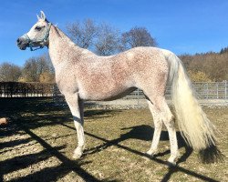 horse Jasirah El Nile (Arabian thoroughbred, 2005, from MA Mascharo El Nile)