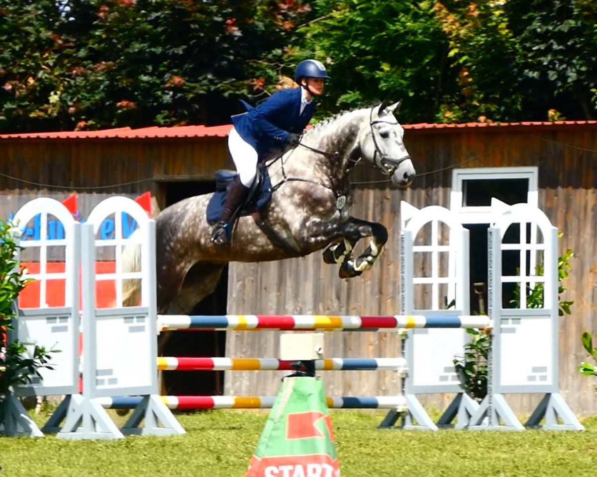 jumper D.B. Cooper (Holsteiner, 2014, from Dolany)